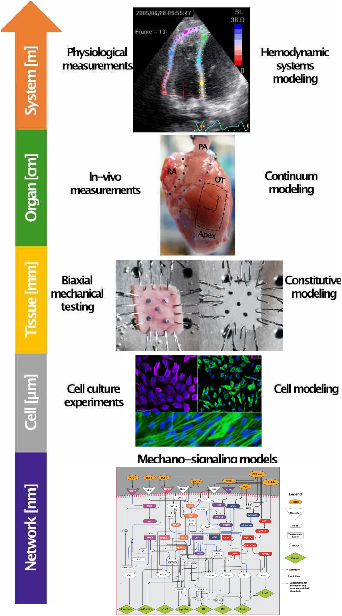 We use comprehensive experimental studies of the right ventricle and the pulmonary vasculature and frame these biological measurements within a multiscale mathematical modeling approach to study the pathophysiology of pulmonary arterial hypertension.