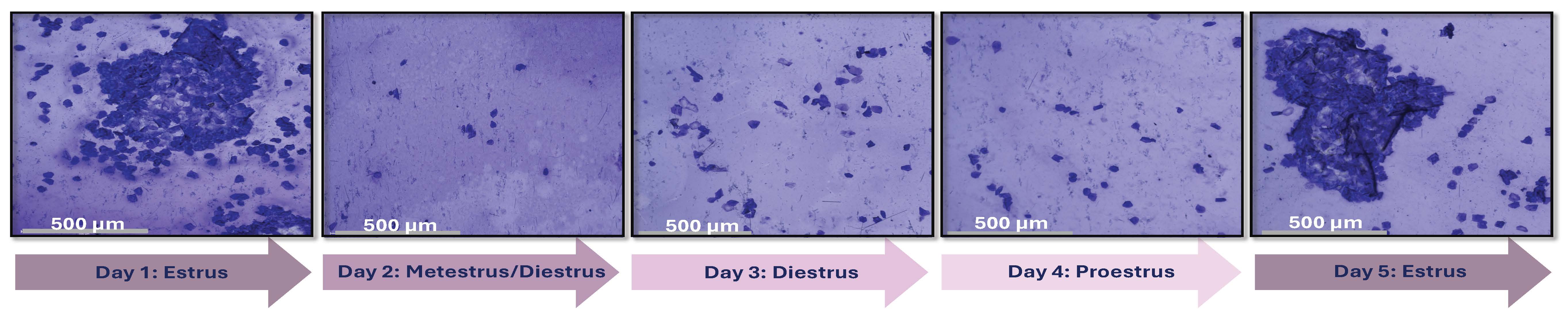 Labeling nucleated epithelial cells, cornified squamous epithelial cells, and leukocytes